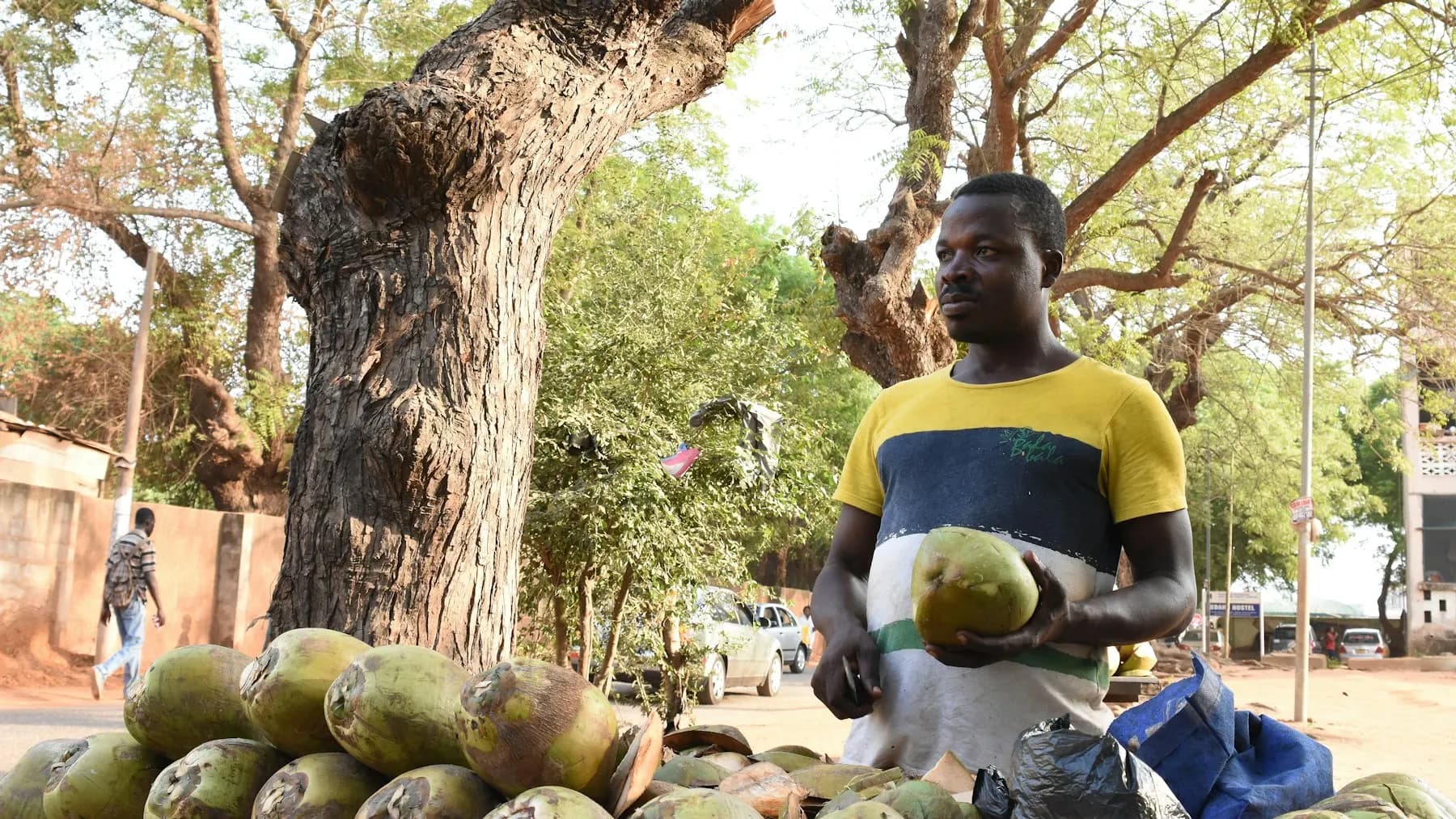 A man selling coconuts under a tree, holding one in his hand